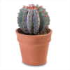 LARGE CACTUS IN POT