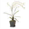 WHITE ORCHIDS IN POT