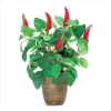 CHILI PEPPER PLANT IN POT