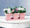 BLOOM BABY BLOOM PLANTERS W/TRAY (ZFL07-37741)
