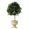 IVY TOPIARY (ZFL07-31280)