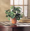 EVERGREEN POTTED IVY (ZFL07-36234)
