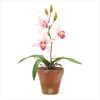 POTTED PINK ORCHIDS (ZFL07-36598)