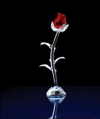 GLASS ROSE (ZFL07-31898)