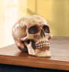 GRINNING SKULL (ZFL07-36245)