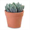 DECORATIVE ALOE VERA PLANT (ZFL07-36677)